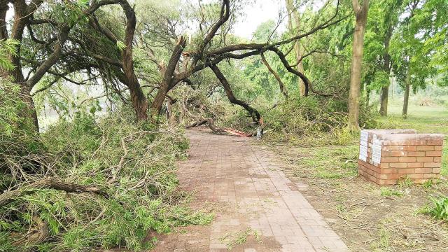 চন্দ্রিমা উদ্যানের তিন শতাধিক গাছ কালবৈশাখীতে ক্ষতিগ্রস্ত
