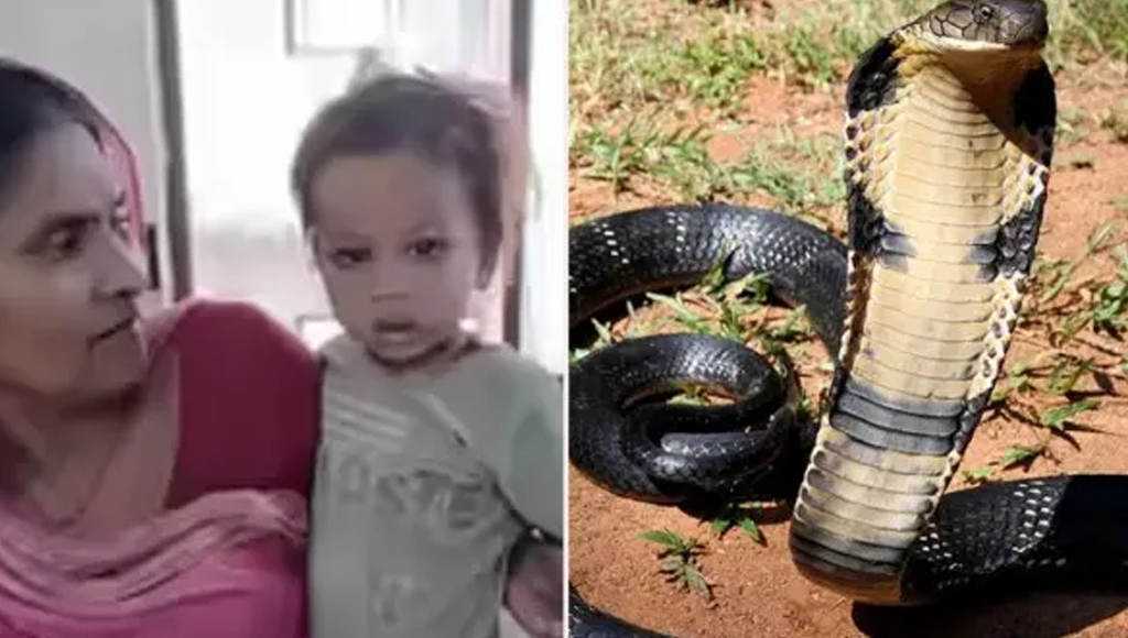 শিশুর কামড়ে মরে গেলো বিষাক্ত কোবরা সাপ!