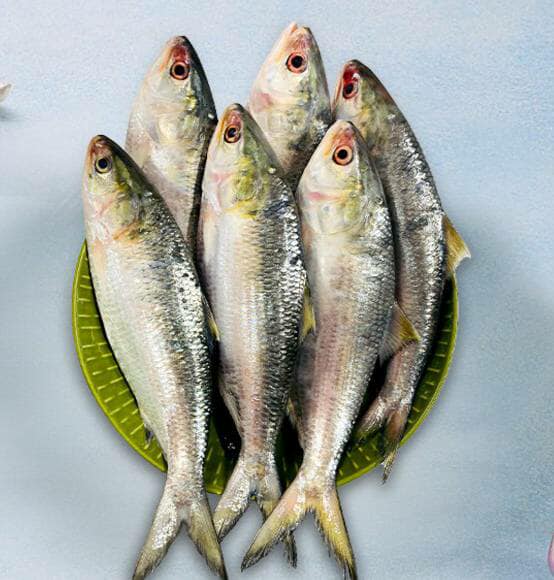 ৬ টি ইলিশ ১৯ হাজার ৫০০ টাকায় বিক্রি